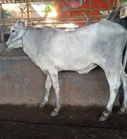 4 ekor sapi qurban jawaan PO 300kiloUP free 1 domba untuk panitia DKM