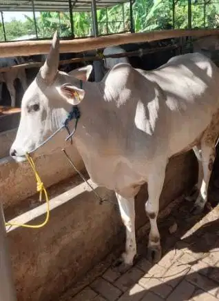 4 ekor sapi qurban PO jawaan 300kiloan buat DKM panitia kurban mesjid