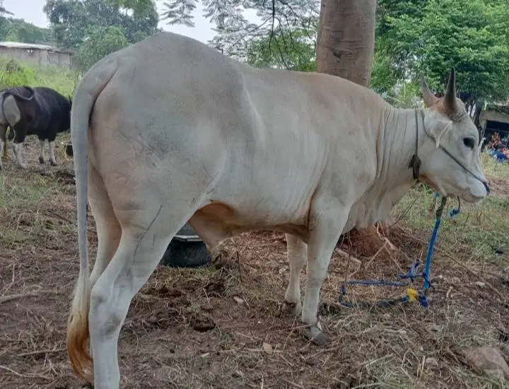 4 ekor sapi qurban PO jawaan 300kiloan free 1 kambing buat panitia DKM