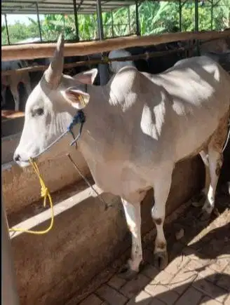 5 ekor sapi qurban jawaan PO 250kiloUP untuk panitia qurban mesjid DKM