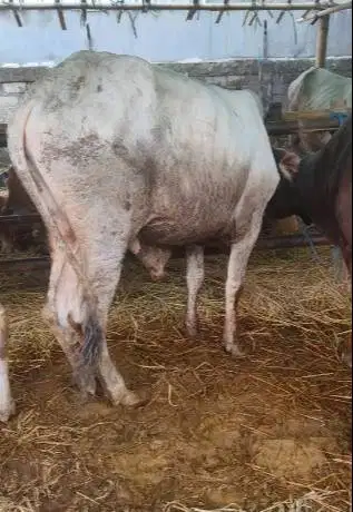 4 ekor sapi qurban jawaan PO 300kiloUP free 1 domba untuk panitia DKM