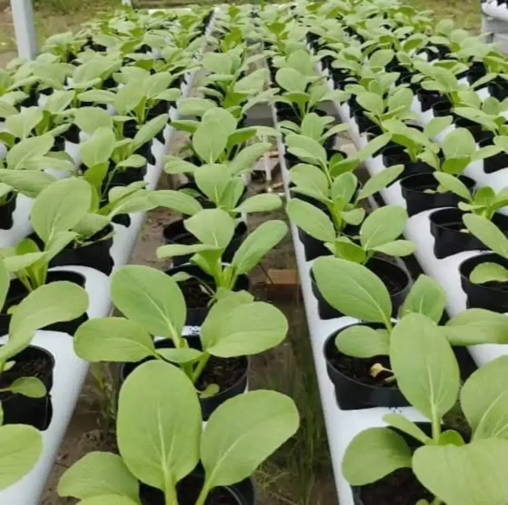 saya mencari loker pertanian hidroponik/konvensional