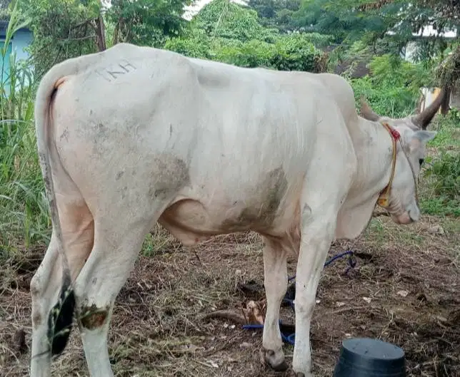 5 ekor sapi qurban jawaan PO 250kiloUP buat DKM panitia kurban mesjid