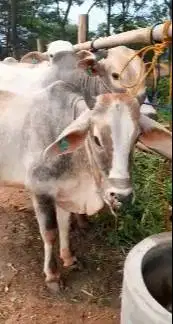 4 ekor sapi qurban jawaan PO 300kiloUP free 1 kambing buat panitia DKM