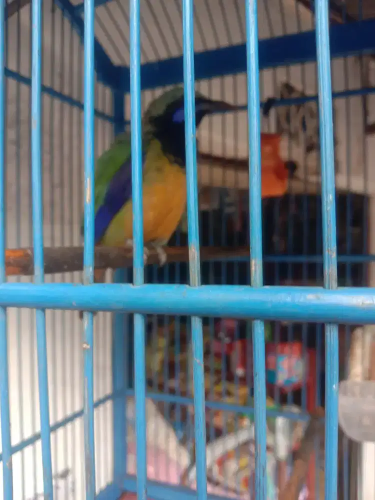Di jual burung cungko