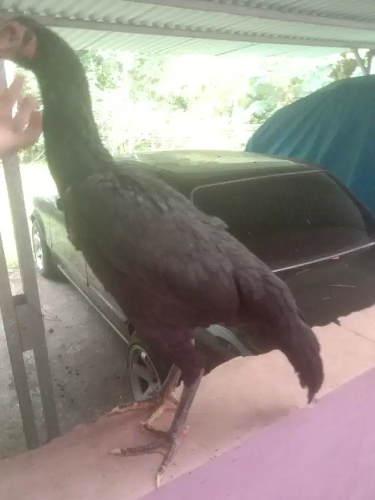 Ayam betina pakhoy muda 4 bulan sisik Ubed pecah asaain Joss  pukul ko