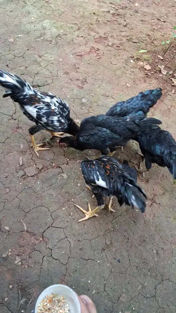 Ayam kampung bahan ternak