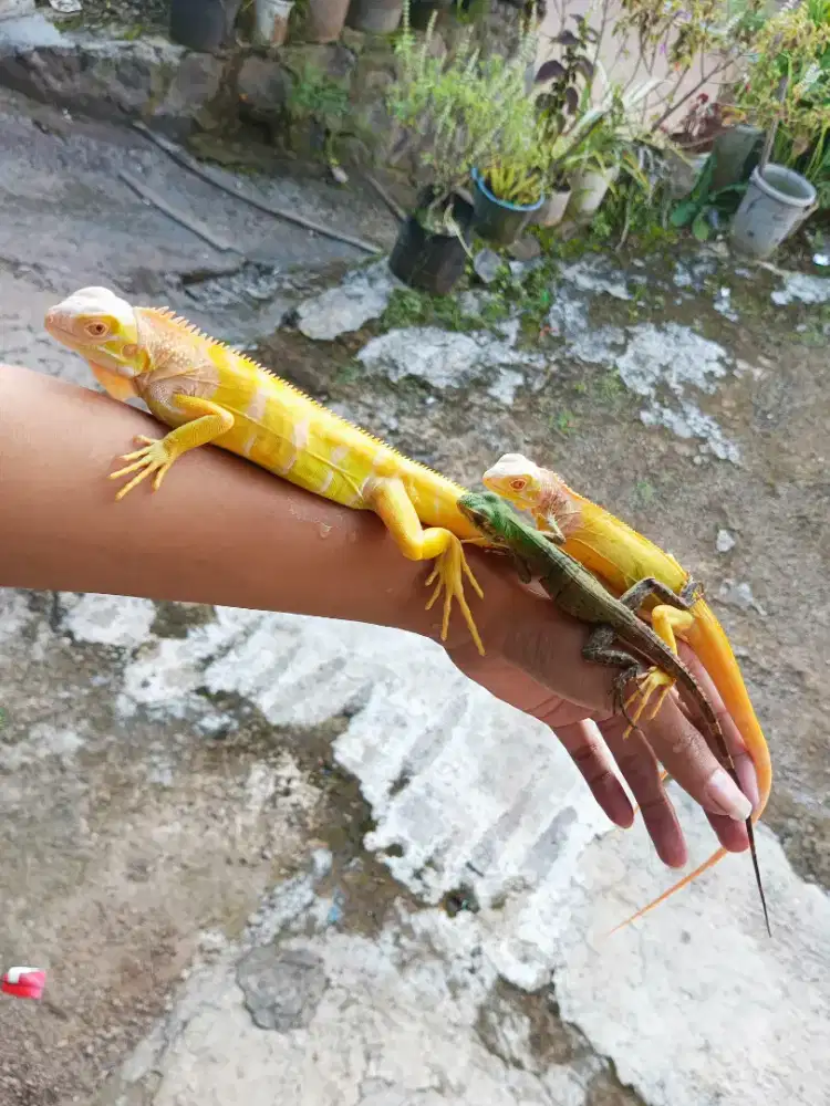 IGUANA ALBINO & SIMILIS IGUANA