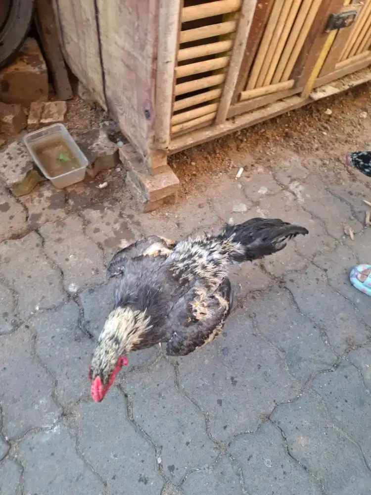 Ayam jantan dan betina