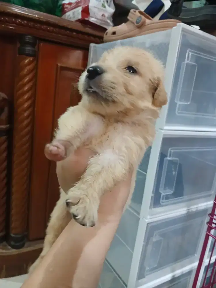 DIJUAL GOLDEN RETRIEVER JANTAN