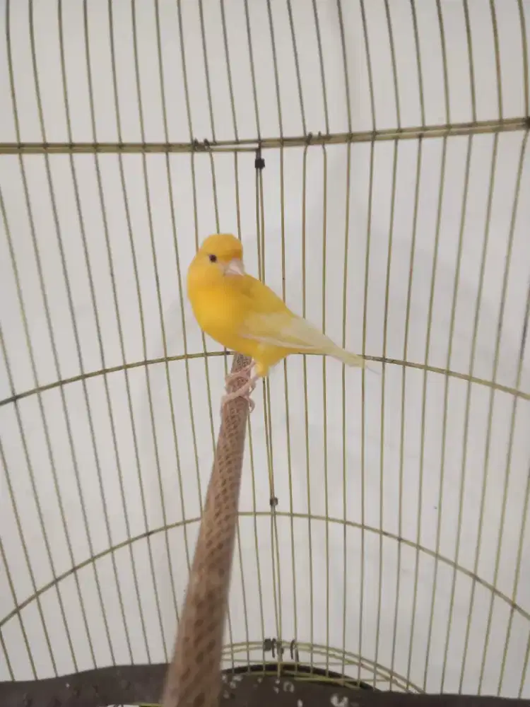 Burung kenari jantan Rajin Bunyi warna cerah