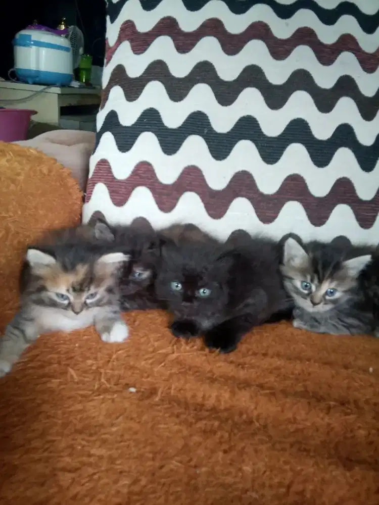 Kitten Persia longhair