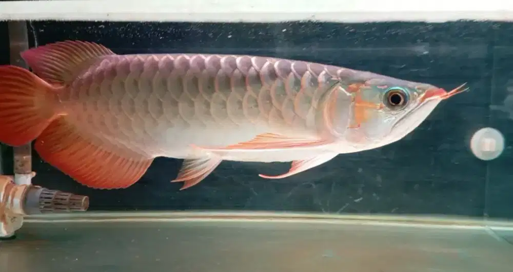 Arwana super red 34cm