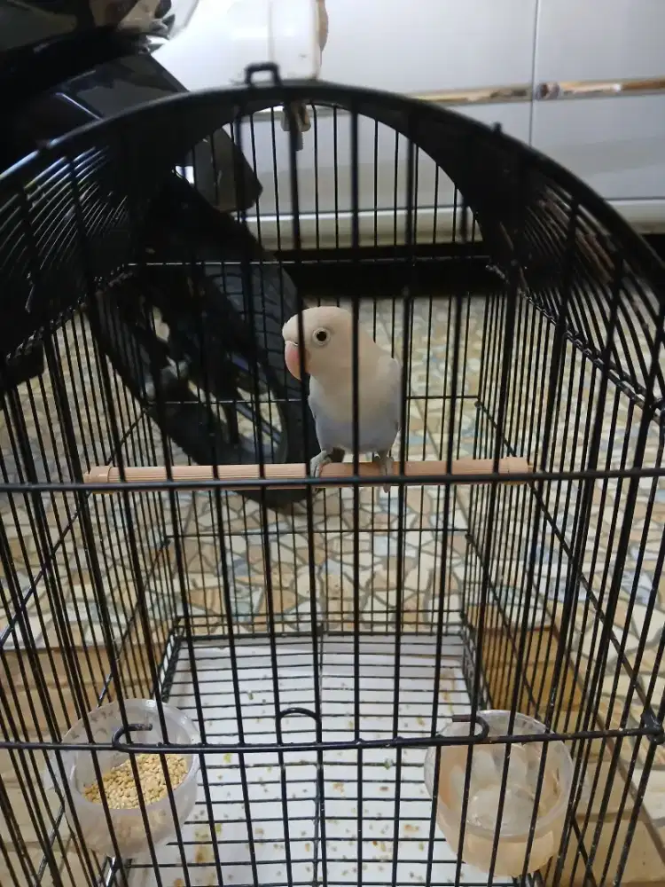 Love bird gacor ice blue