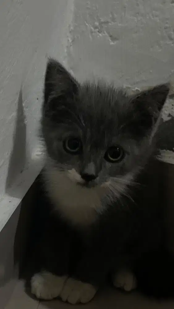 KITTEN PERSIA SHORTHAIR