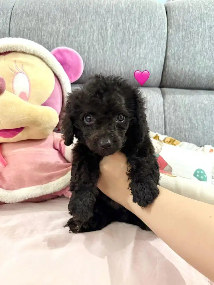 Anjing pudel anak an