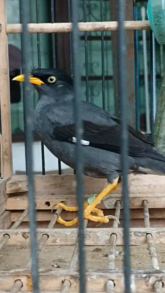 Jalak kebo muda pakai gelang