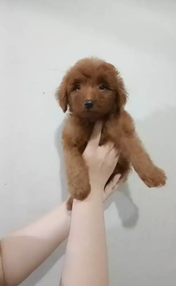 Red Toy Poodle Jantan