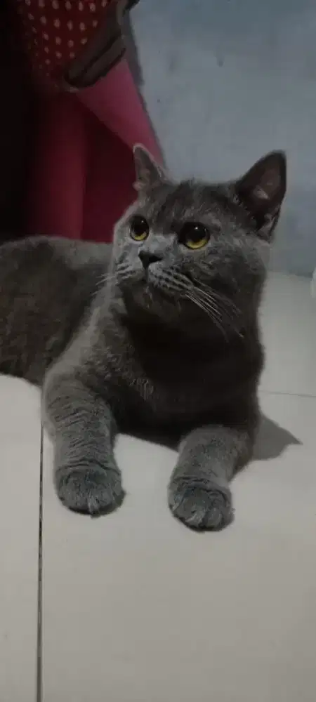 British Short Hair jantan badan gembul