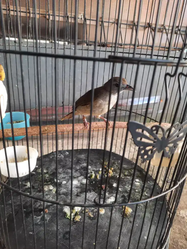 Jual burung kapas tembak