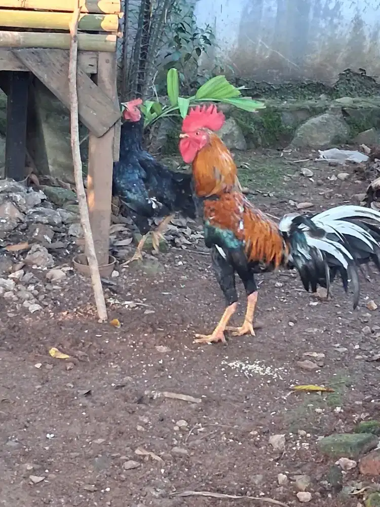 Ayam kampung sepasang