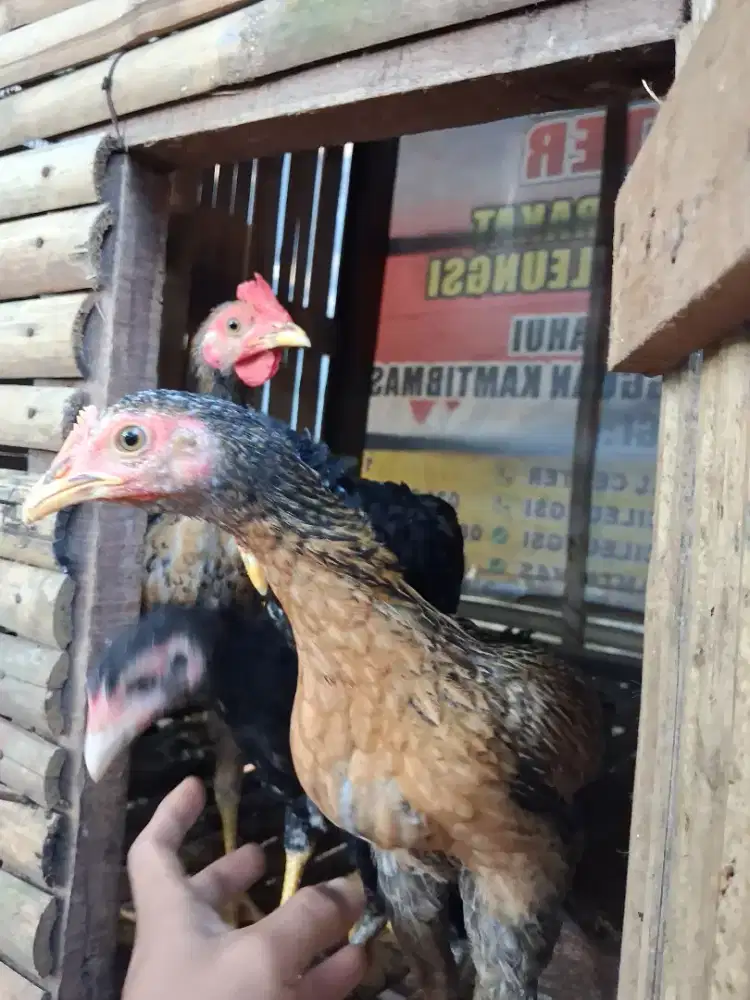 Ayam kampung 4 ekor bahan ternak