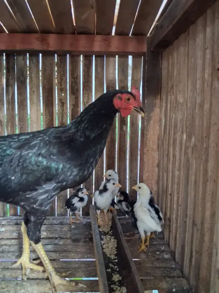 Ayam kampung bawa anak 9 ekor