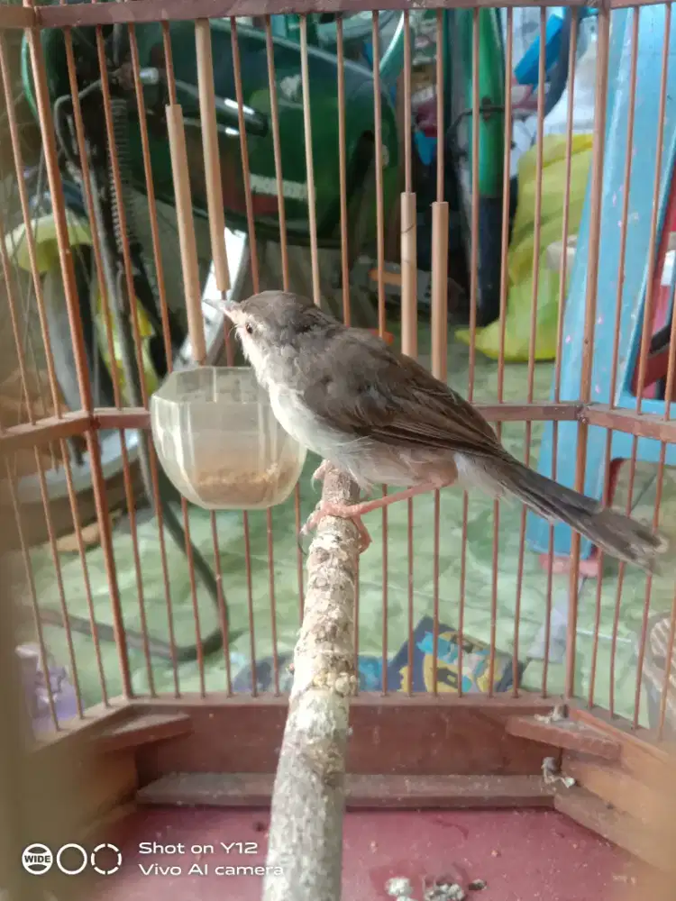 jual burung alang jantan bunyi udh makan pur total