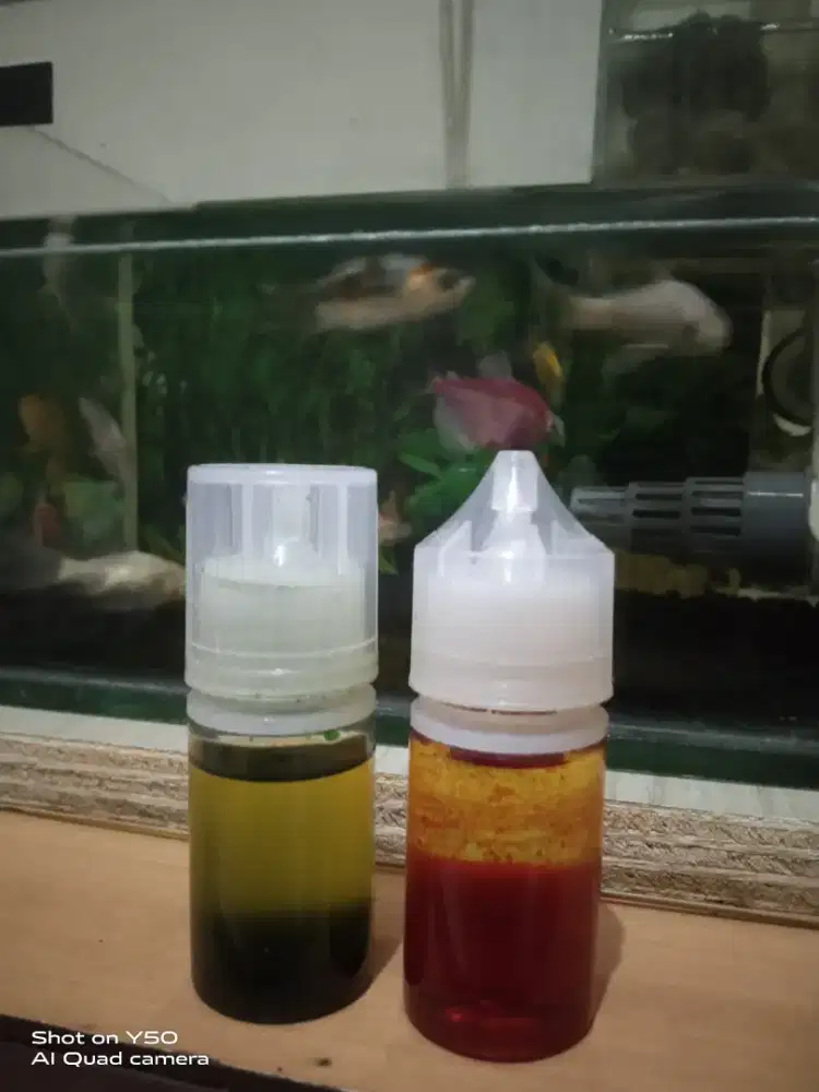 Esen x galapung ikan mas