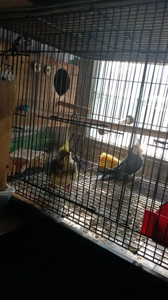 Jual burung Falk Australia sepasang