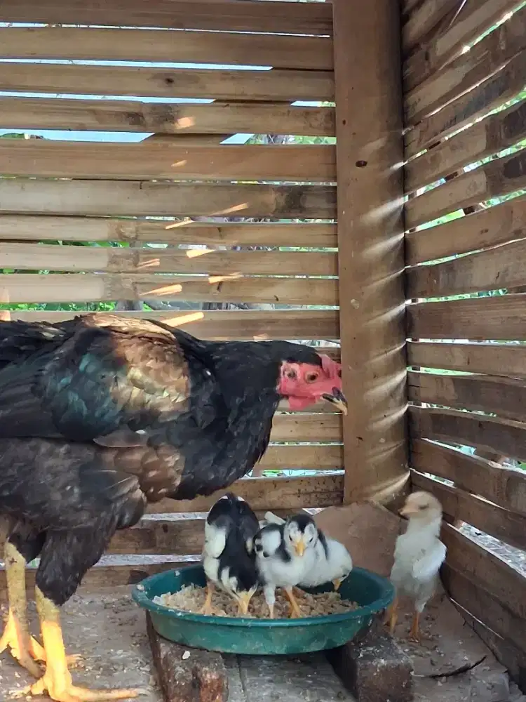 Ayam kampung bawa anak 5 ekor