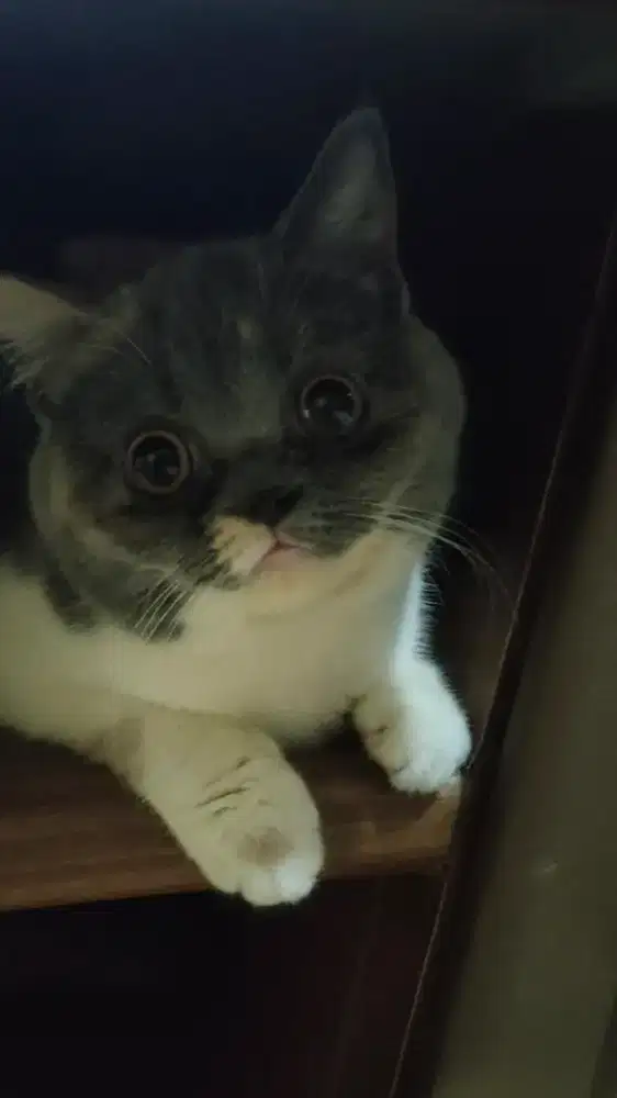 Kitten British Shorthair