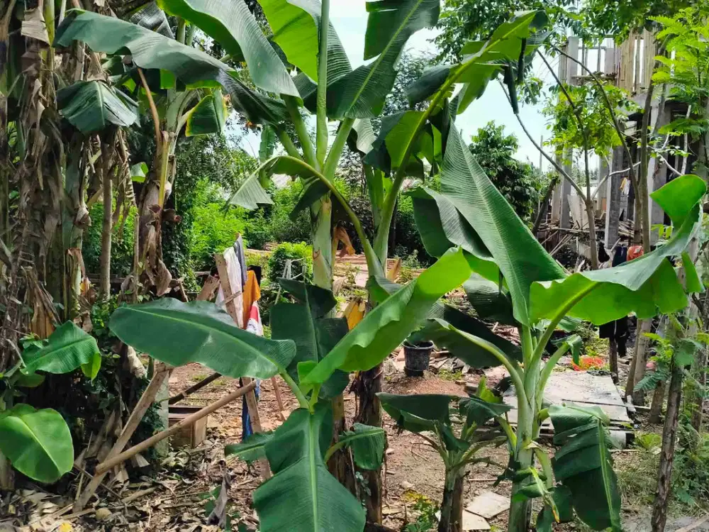 DIJUAL TANAH SIAP BANGUN COCOK UNTUK KOST LOKASI PINGGIR JALAN DEKAT KE KAMPUS