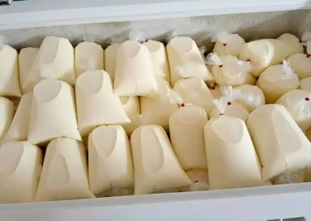 Fresh Milk Susu Murni Pasteurisasi Champelas