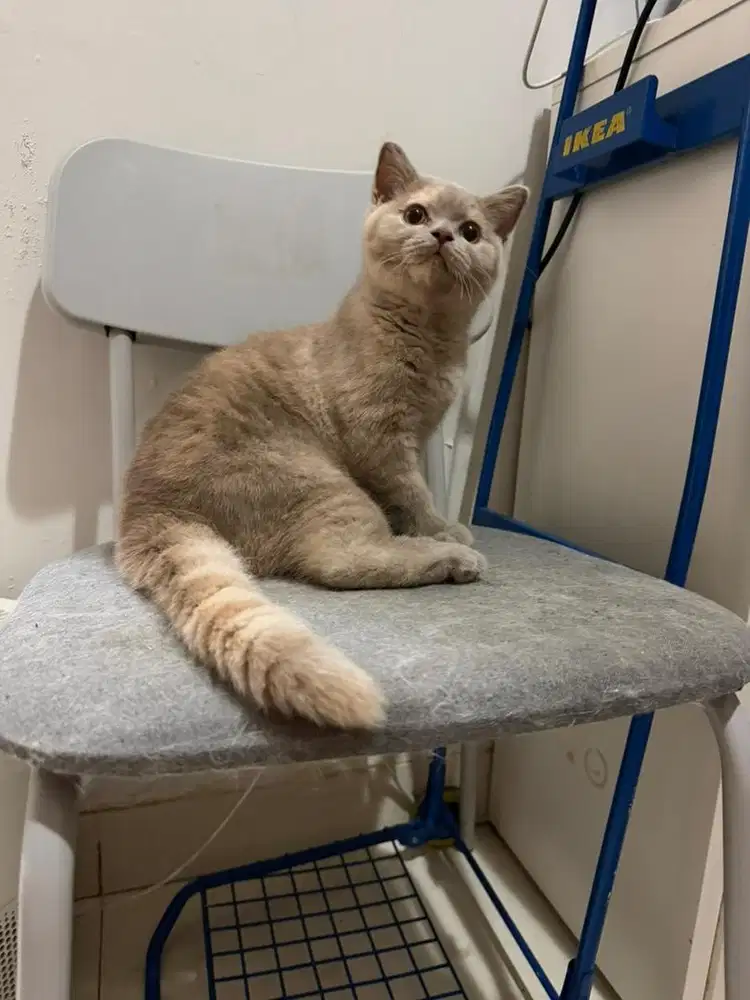 Kucing British shorthair Lilac tortie Betina bsh kucing kitten female