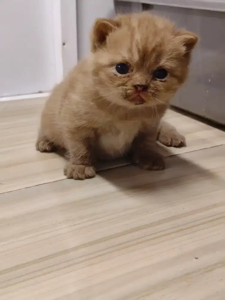 Kucing BSH Cinamon Ped WCF