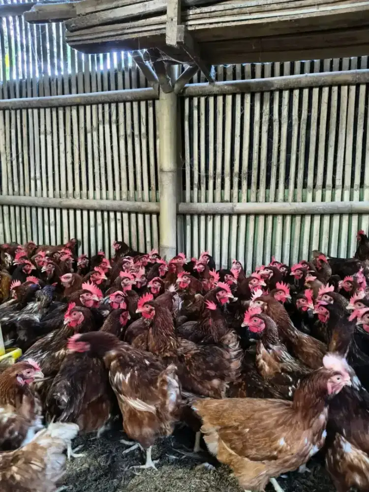 layer per ekor 85.000
lok Bogor kota Ahmad Yani 
usia 23&24 Minggu