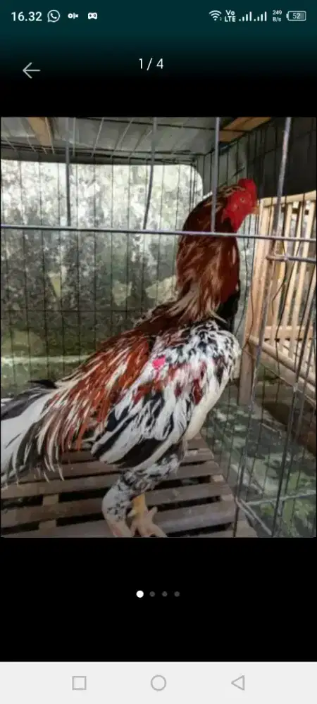 Jual ayam Bangkok pakoy