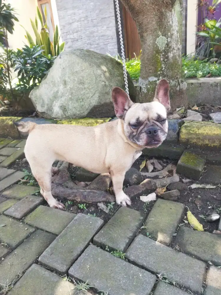 Jual indukan French Bulldog