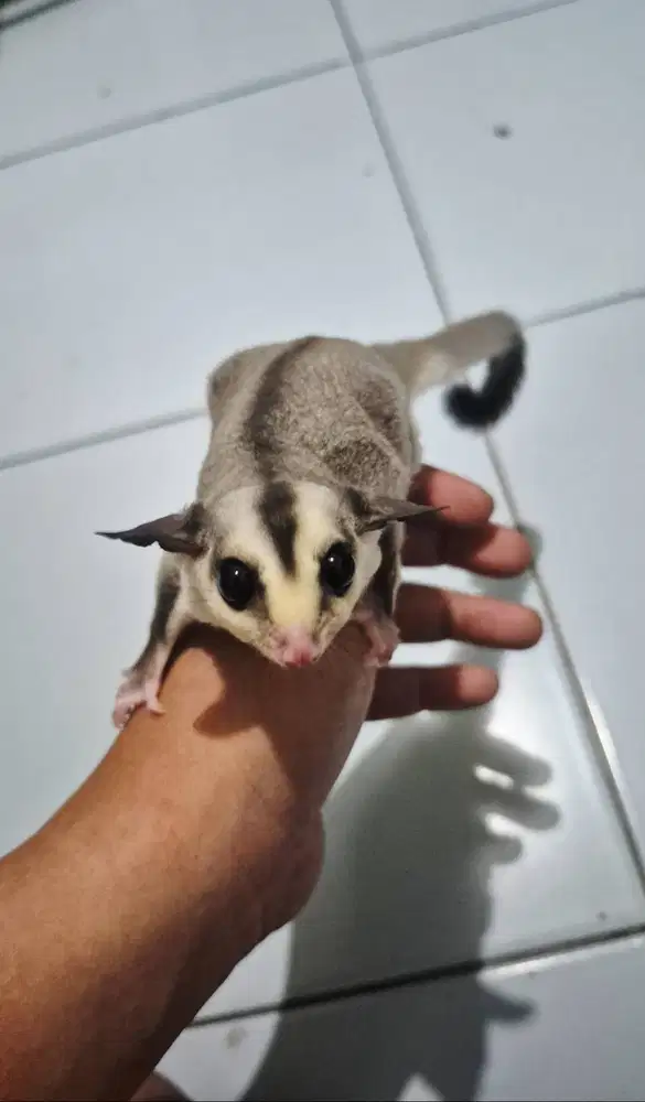 Jual Sugar Glider White Face