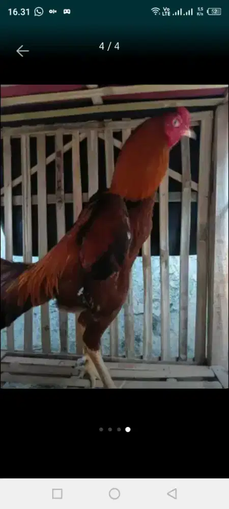 Jual ayam Bangkok pakoy Silangan Birma