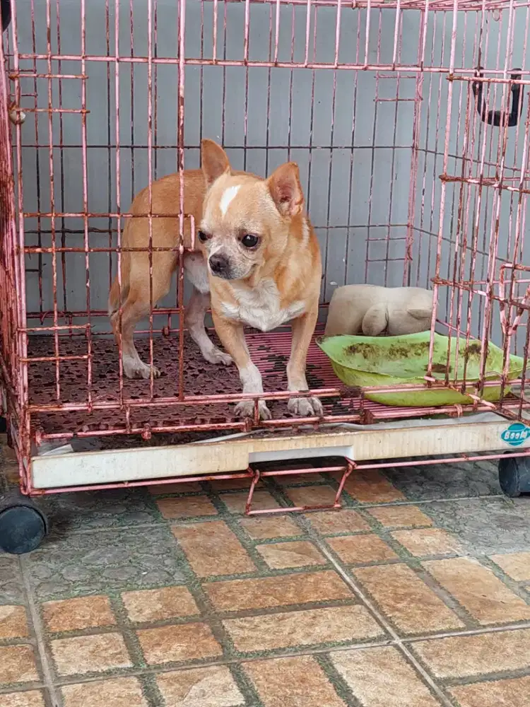 Anjing Chihuahua jantan 1.5 tahun murmer