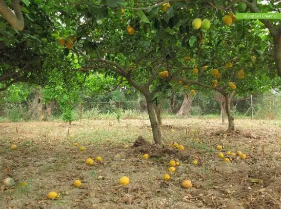 Lowongan Kerja Tukang Kebun di Sukabumi