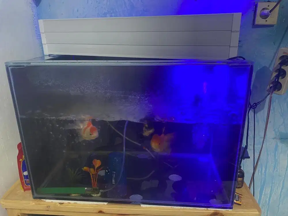 aquarium lebar 60 x 40 x 40
