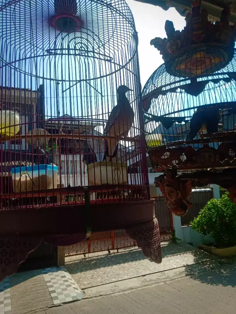 Derkuku Tekukur Kuk 5 Kuk Kuk Kuk Kuk Kuk dan Kuk 6