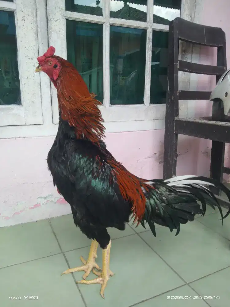 Ayam Bangkok aduan