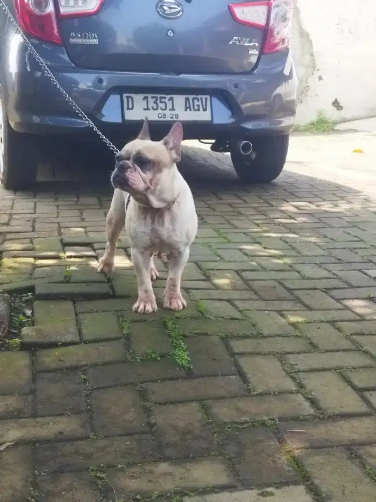 Jua indukan French Bulldog