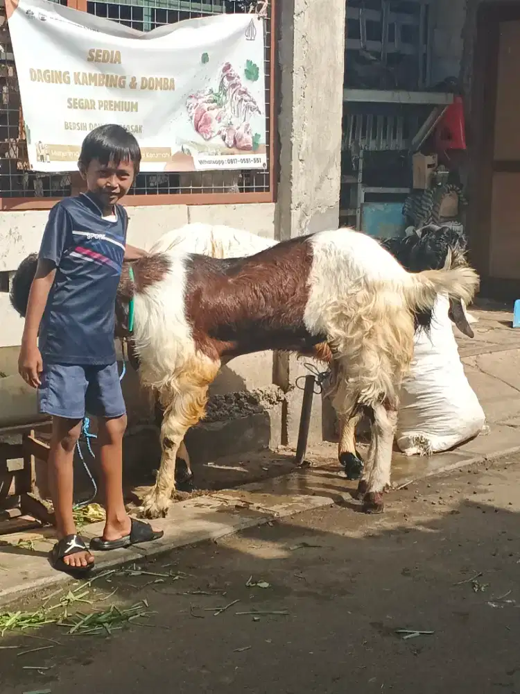 Ready kambing Jumbo Siap Qurban
