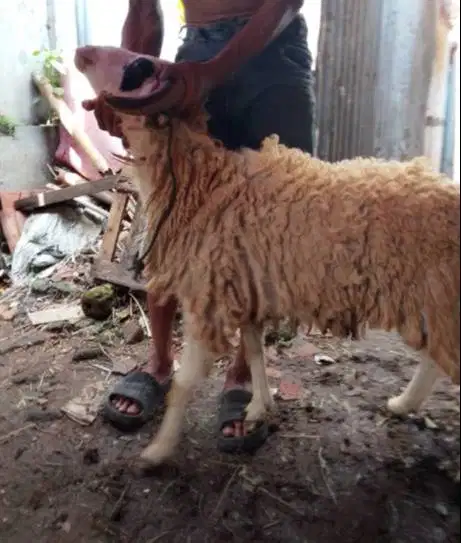 domba qurban 35-50kiloan jantan superan siap hewan kurban 2026 rawatan