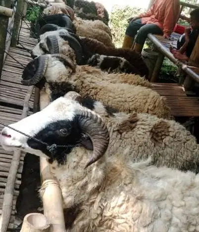 domba qurban 35-50kiloan jantan superan siap hewan kurban 2026 rawatan